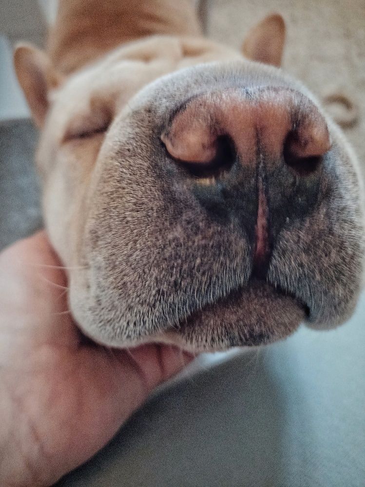 Собачье счастье