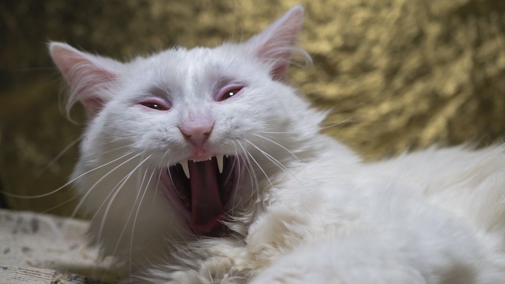 Photograph by Руслан Ибрагимов