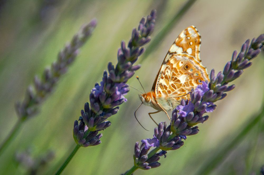 Photograph by Марина Канавченко
