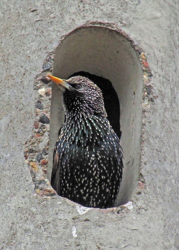 Мой дом - крепость