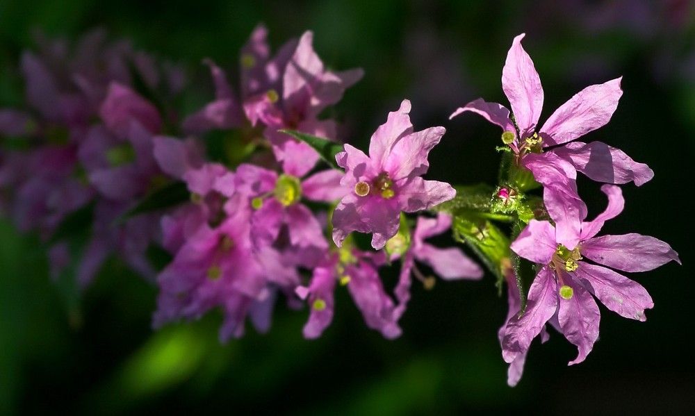 Фотография автора Дмитрий Климов