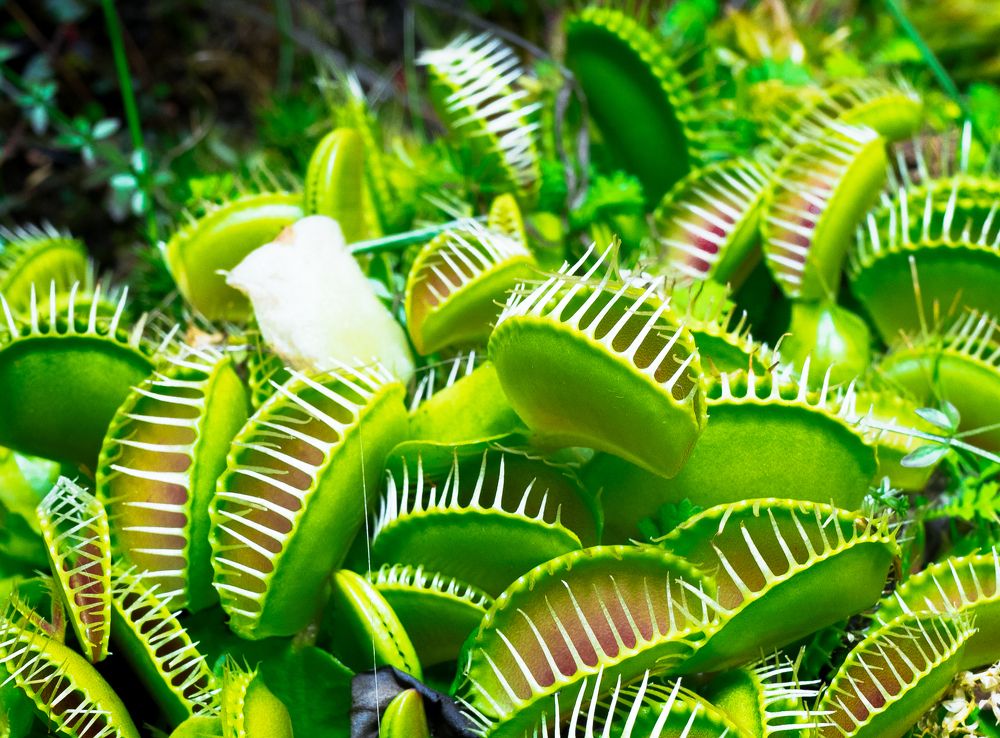 Photograph by Aleksandr Kolonsky