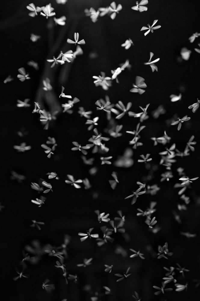 Photograph by SRIMANTA RAY