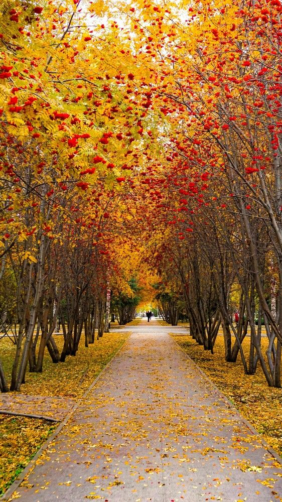 Фотография автора Максим Грибанов