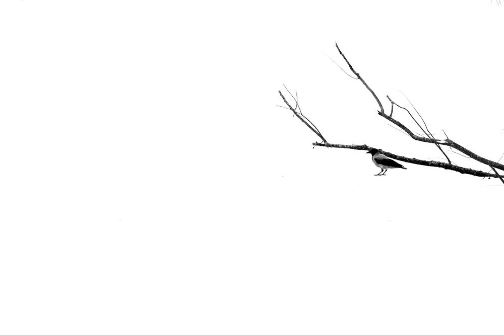 Фотография автора Валерия Витте