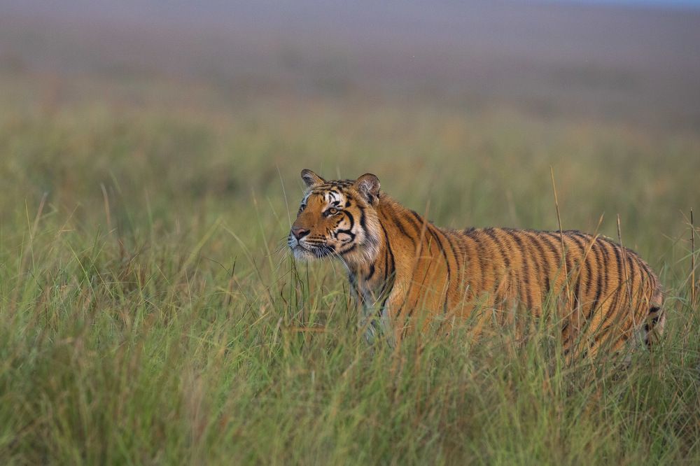 Photograph by Sangeetha Damodaran