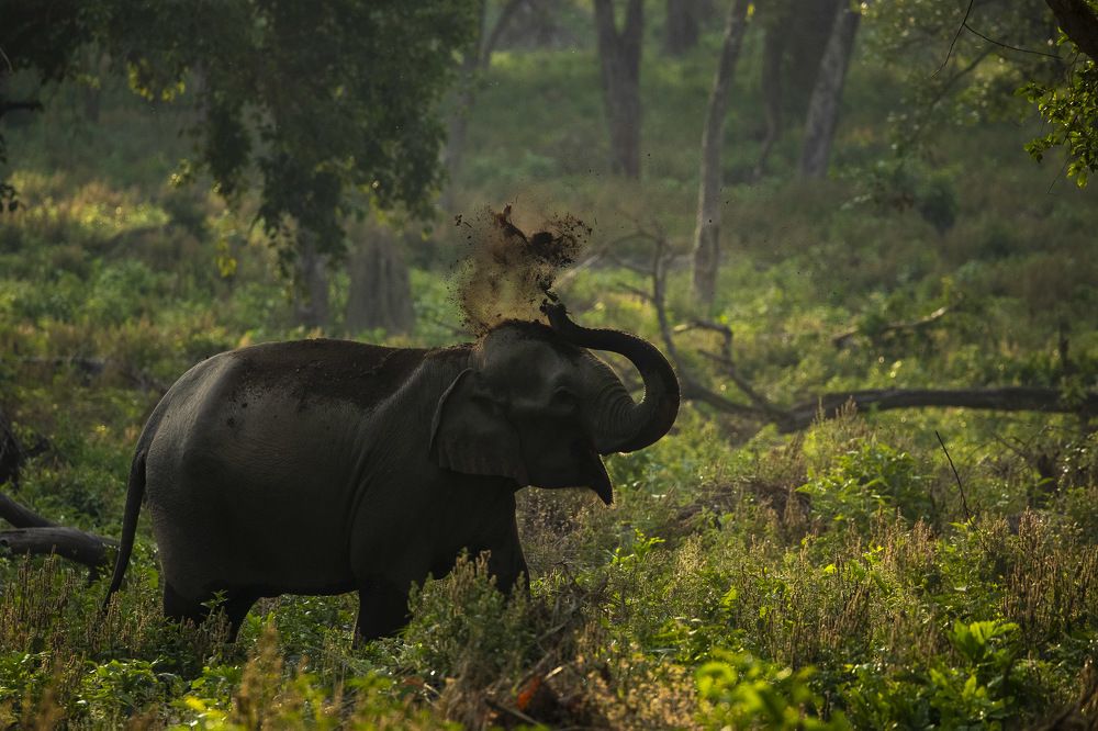 Photograph by Sangeetha Damodaran