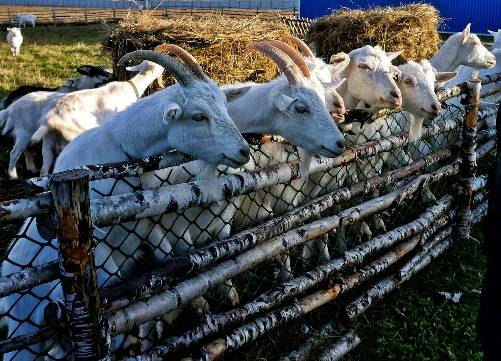 Photograph by Михаил Янкин