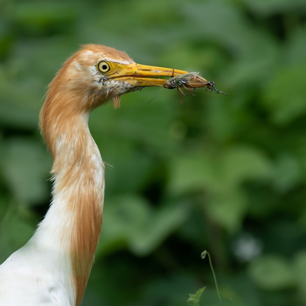 Photograph by Navjot Singh