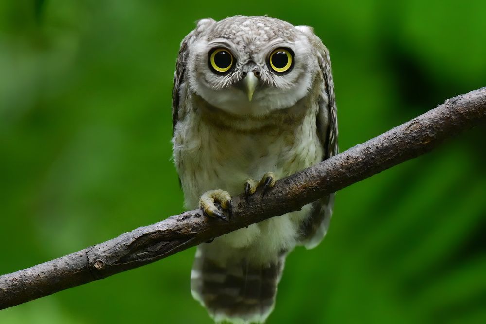 Photograph by Navjot Singh