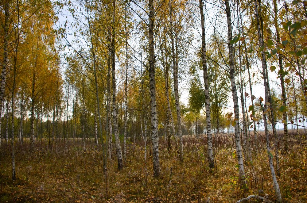 Photograph by Николай Соколовский