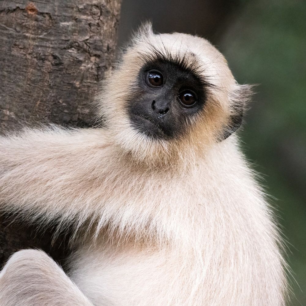 Photograph by Navjot Singh