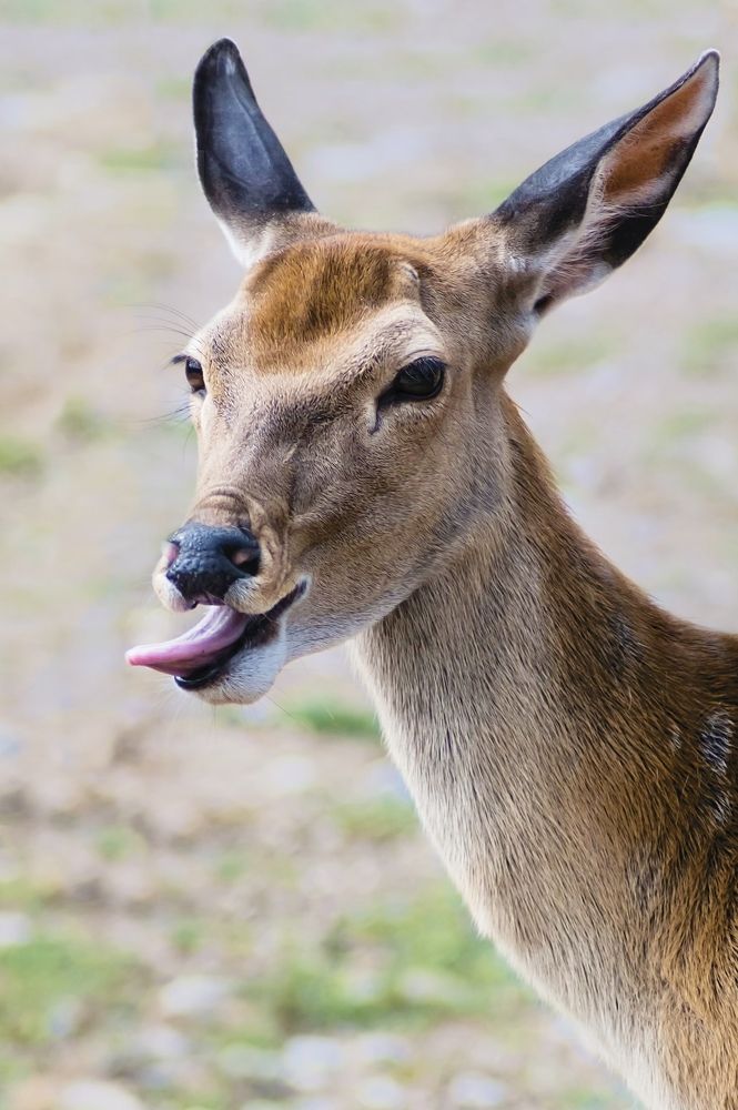 Photograph by Tatiana Teit Ash