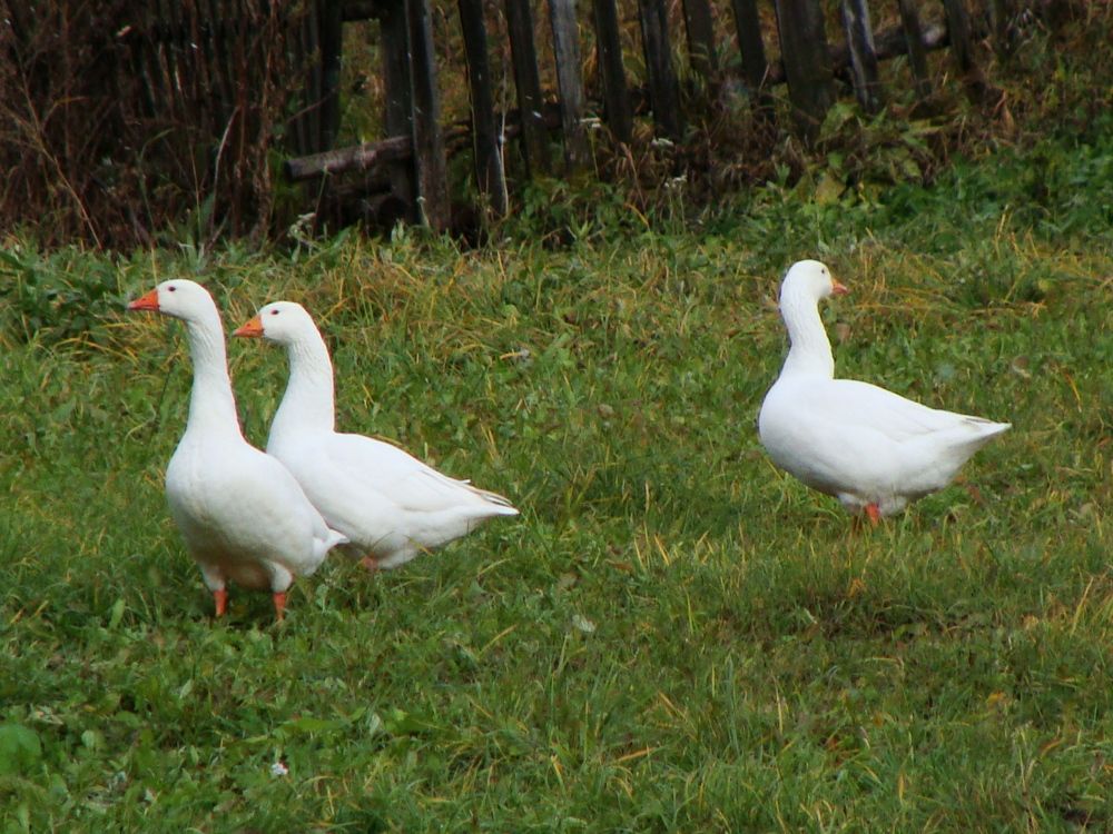 Photograph by Николай Худяков