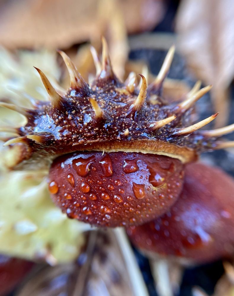 Фотография автора Рамзия Хисамутдинова