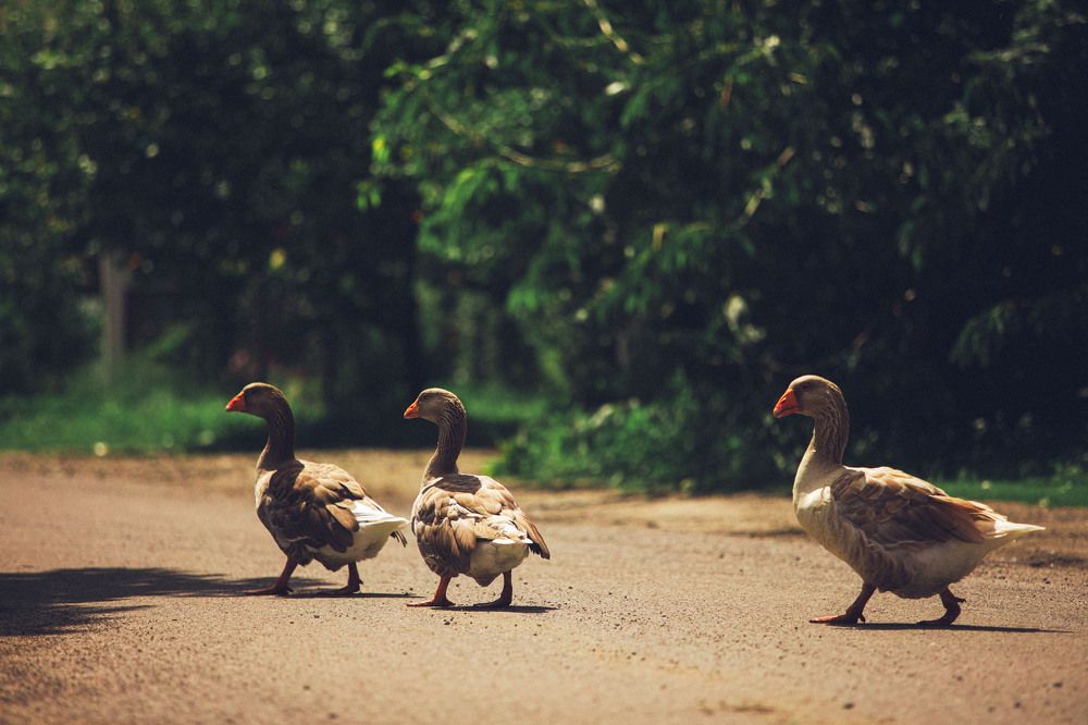 Photograph by Наталья Бондарева