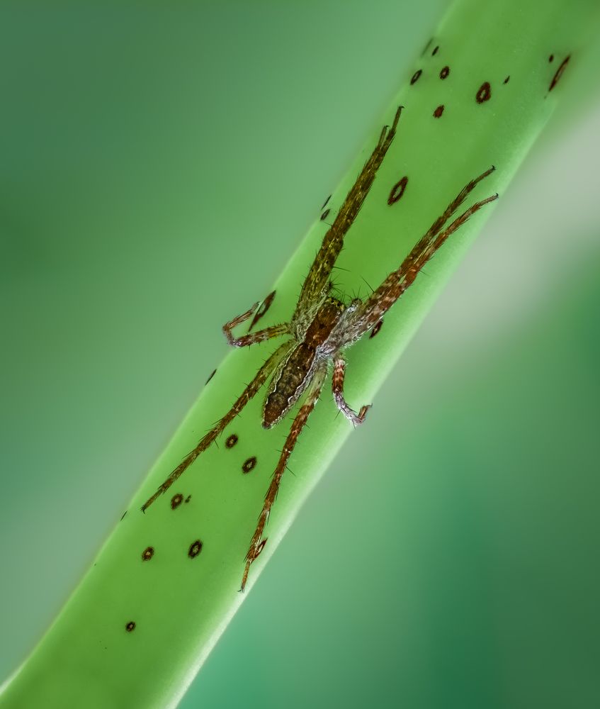 Photograph by Atul Saluja