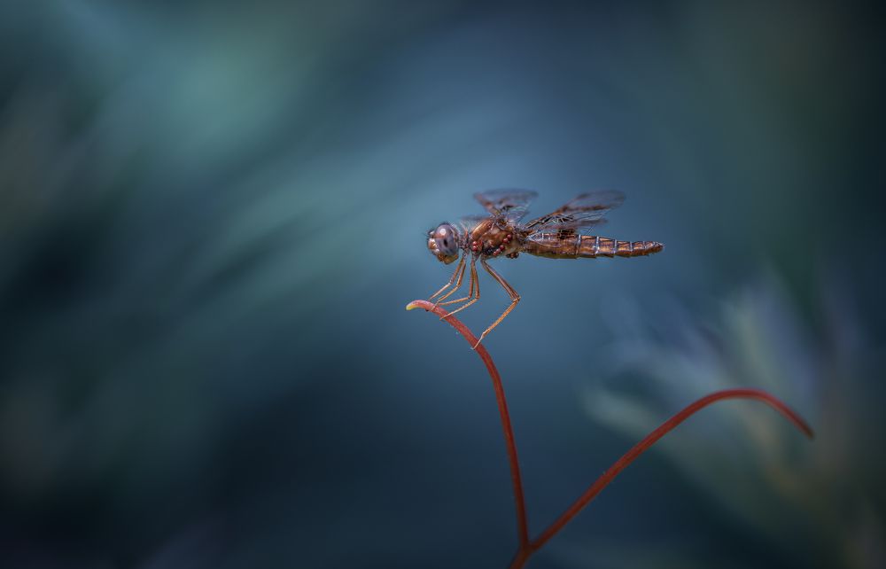 Photograph by Atul Saluja