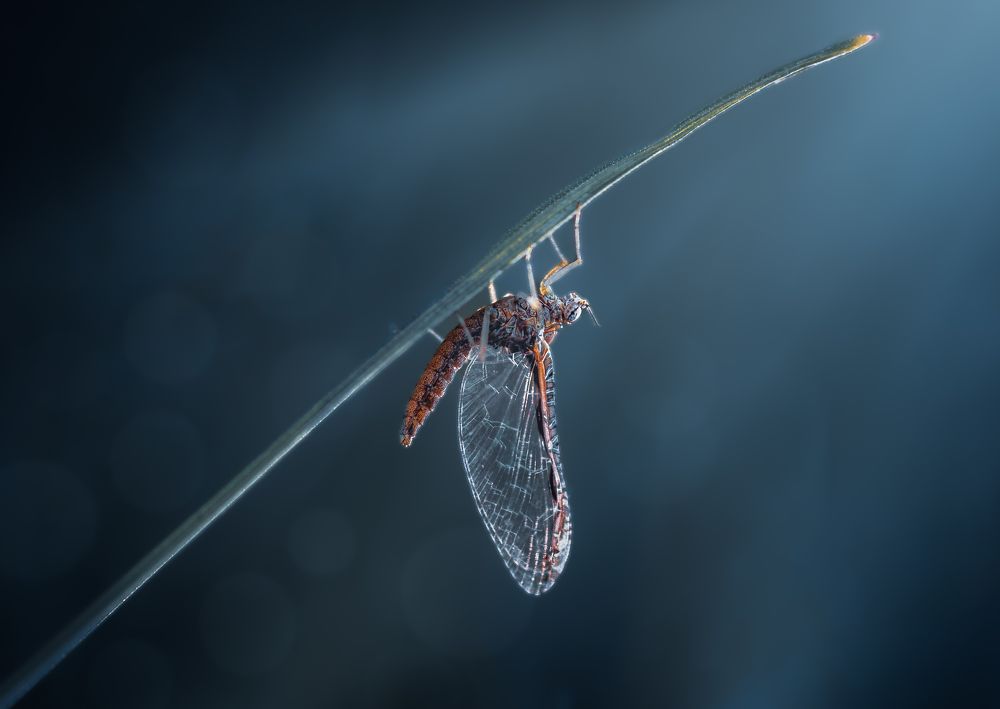 Photograph by Atul Saluja