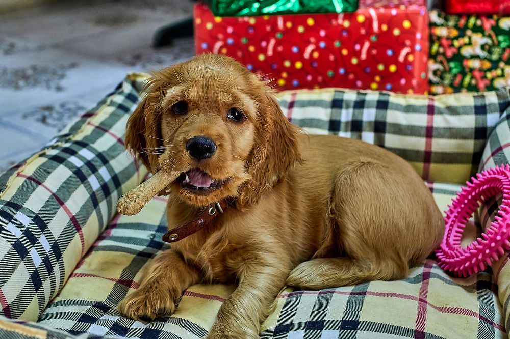 Photograph by Алексей Ольшевский