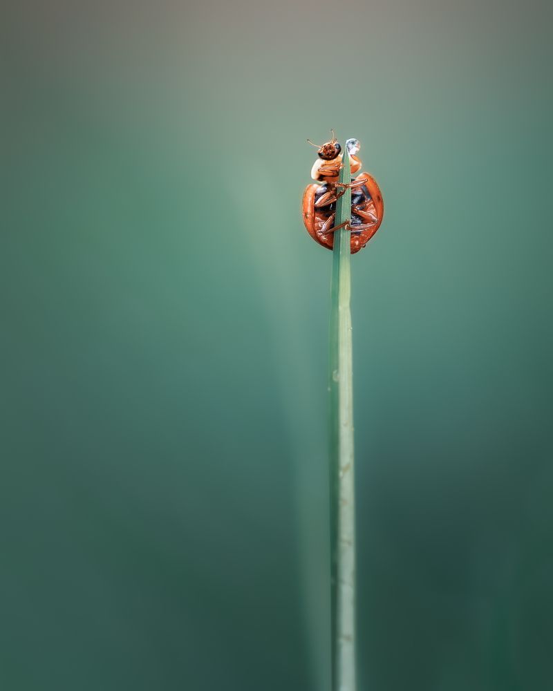 Photograph by Atul Saluja