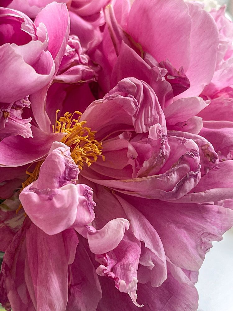 Photograph by Natalia Salivon