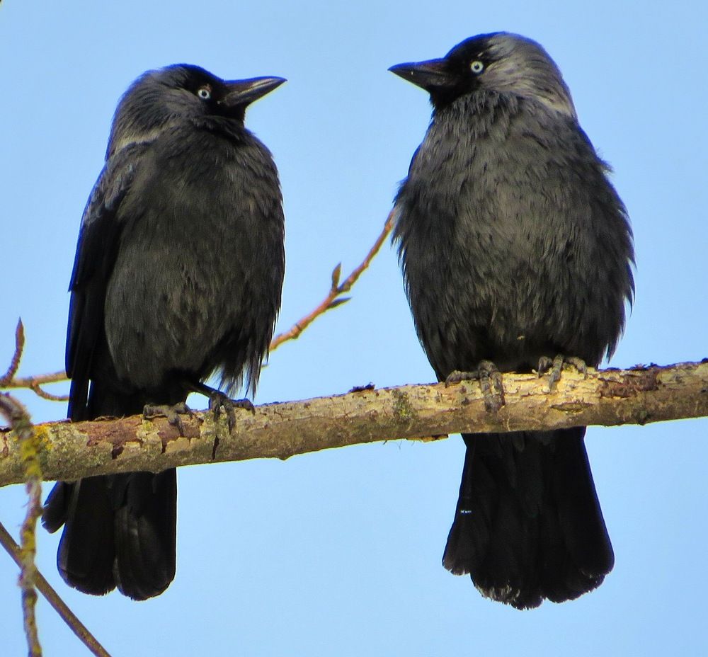 Гляжусь в тебя, как в зеркало