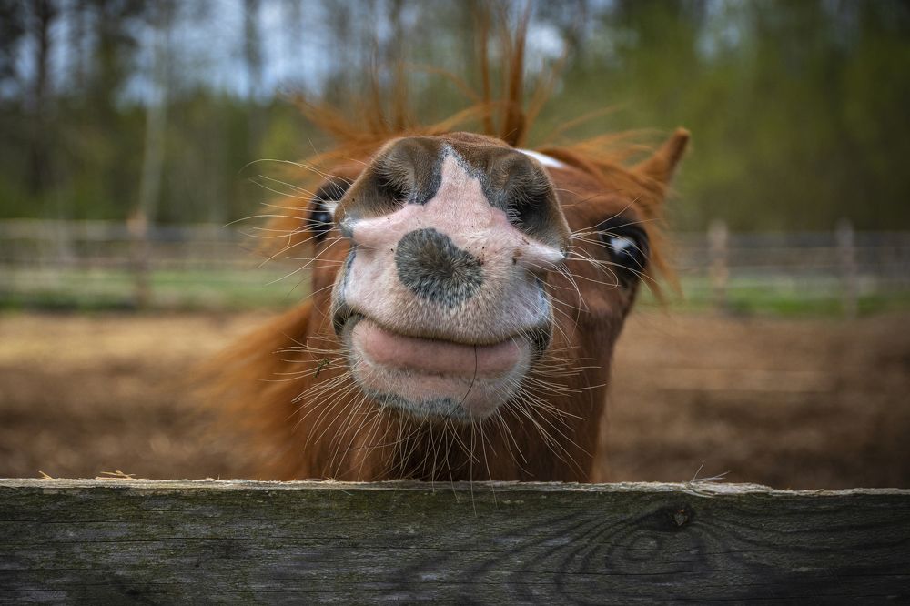 Калгановская лошадка