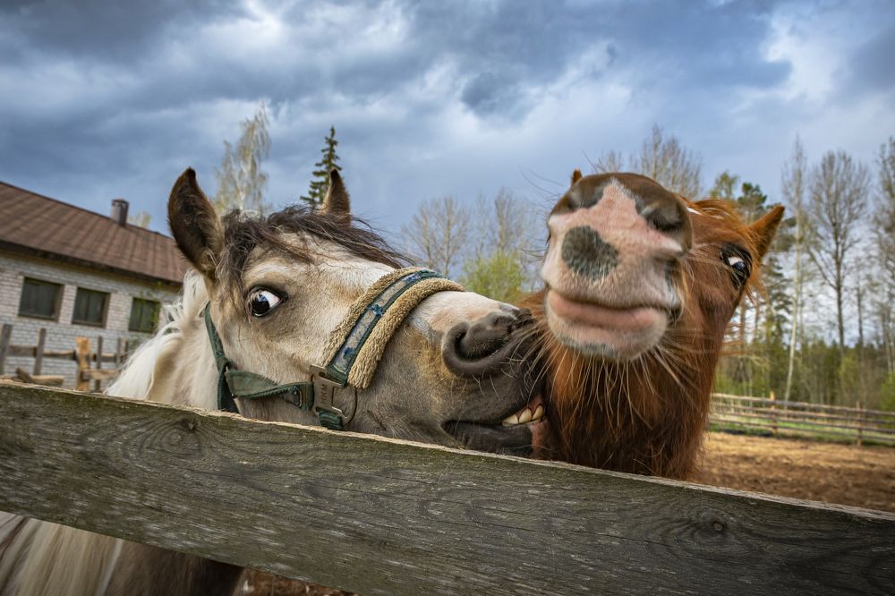 Калгановские лошади