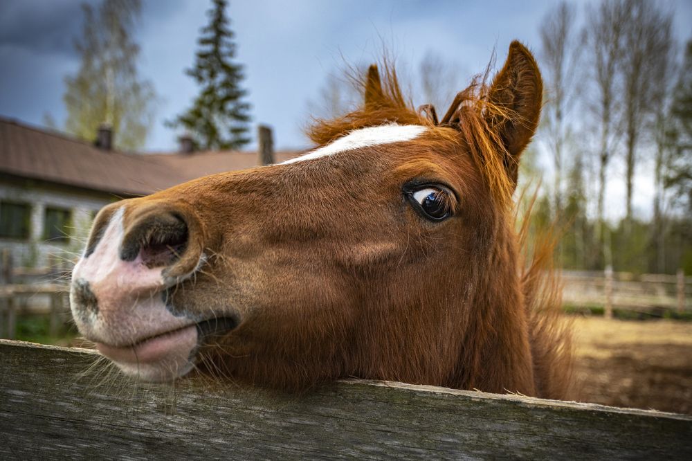 Калгановская лошадка