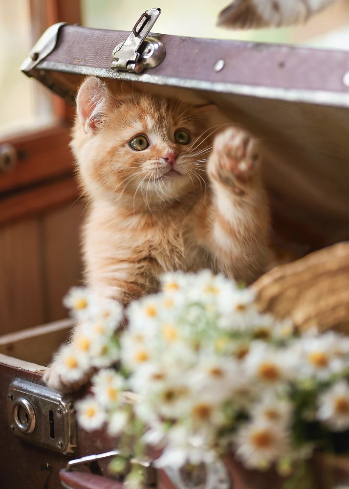 Чья хвОстя?)