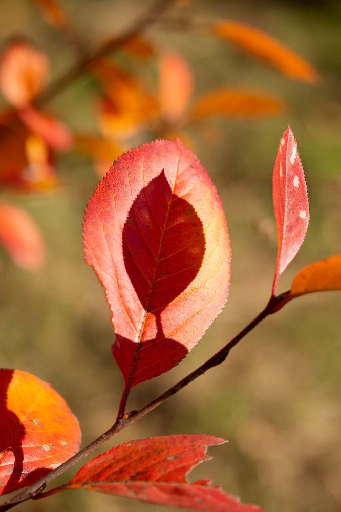 Photograph by Софья Зырянова