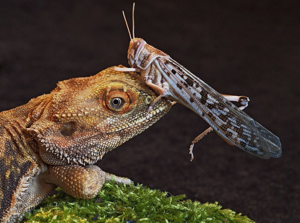 Дружба быть может?