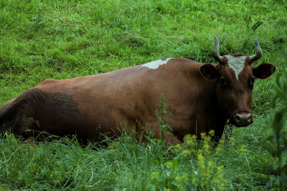 Photograph by Анастасия Псарёва