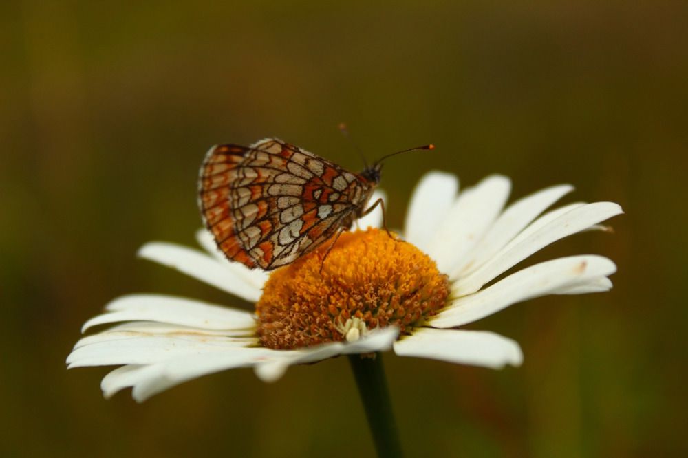 Photograph by Елена