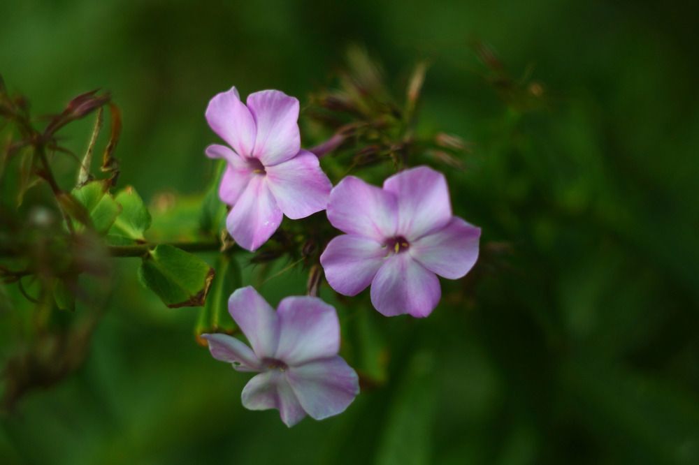 Photograph by Елена