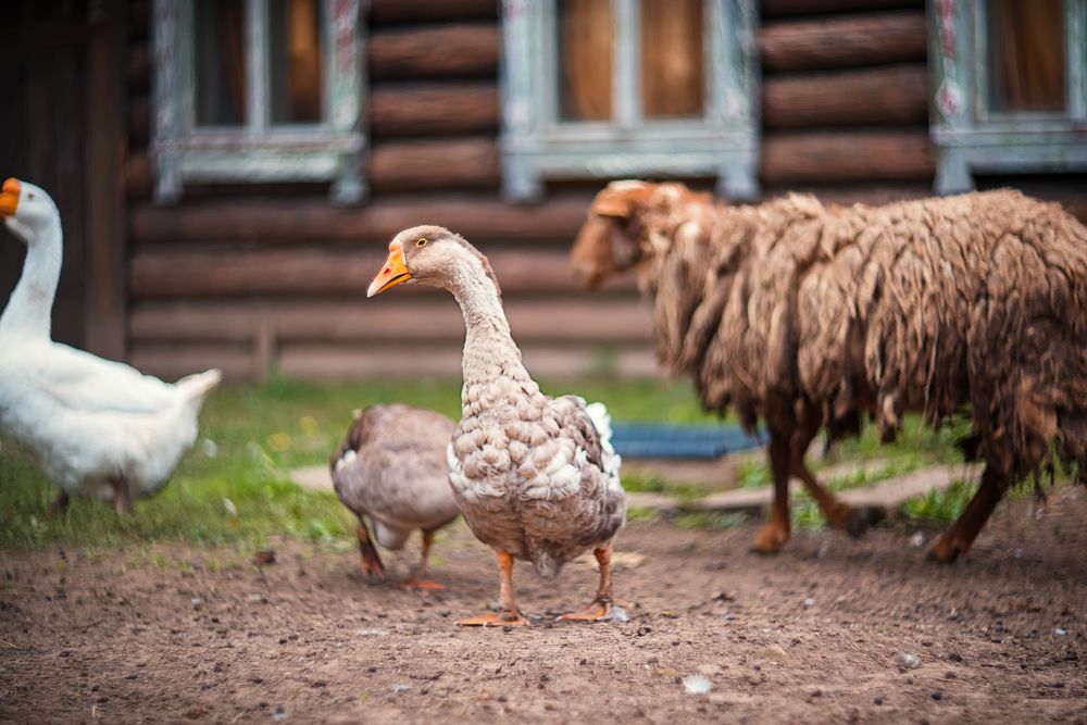 Photograph by Ксения Базарова