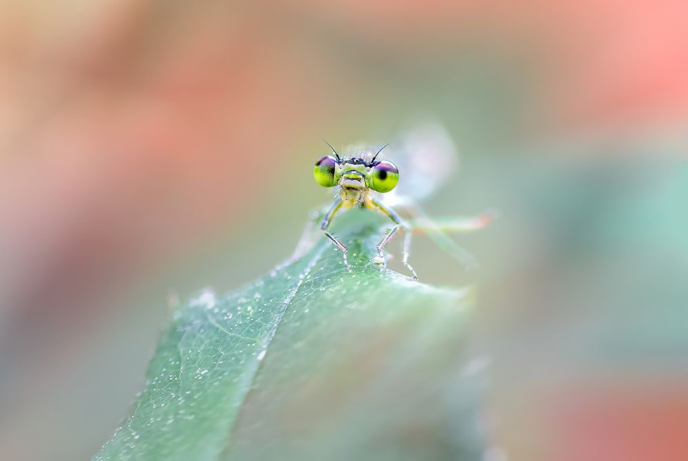 Photograph by Atul Saluja