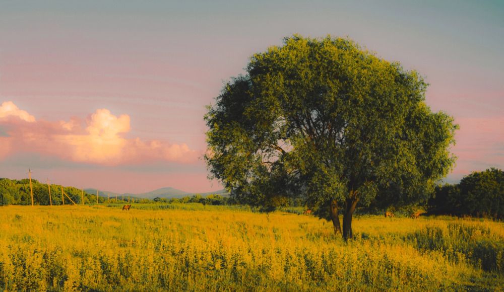 Photograph by Любовь