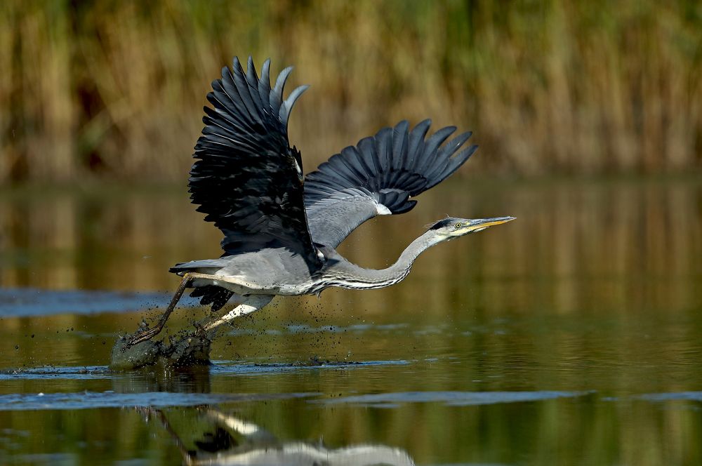 Фотография автора Гусар Александр