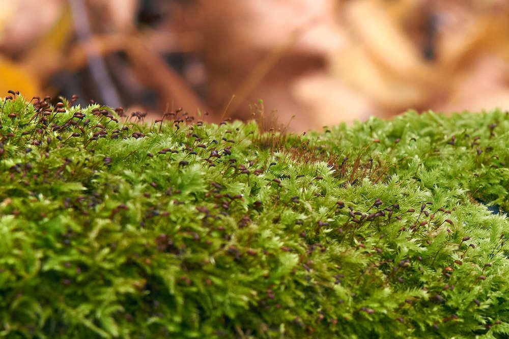 Photograph by Arkhipov