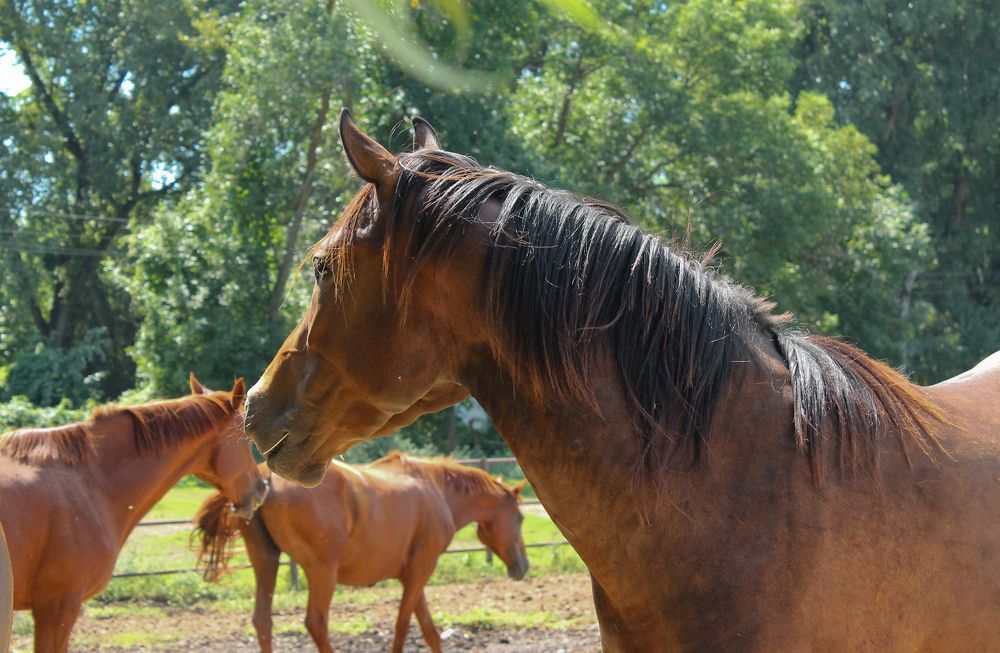 Photograph by Ольга Сельницына