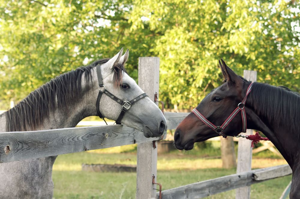Photograph by Ольга Сельницына