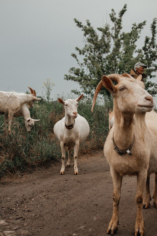 Photograph by Нелли Золотая