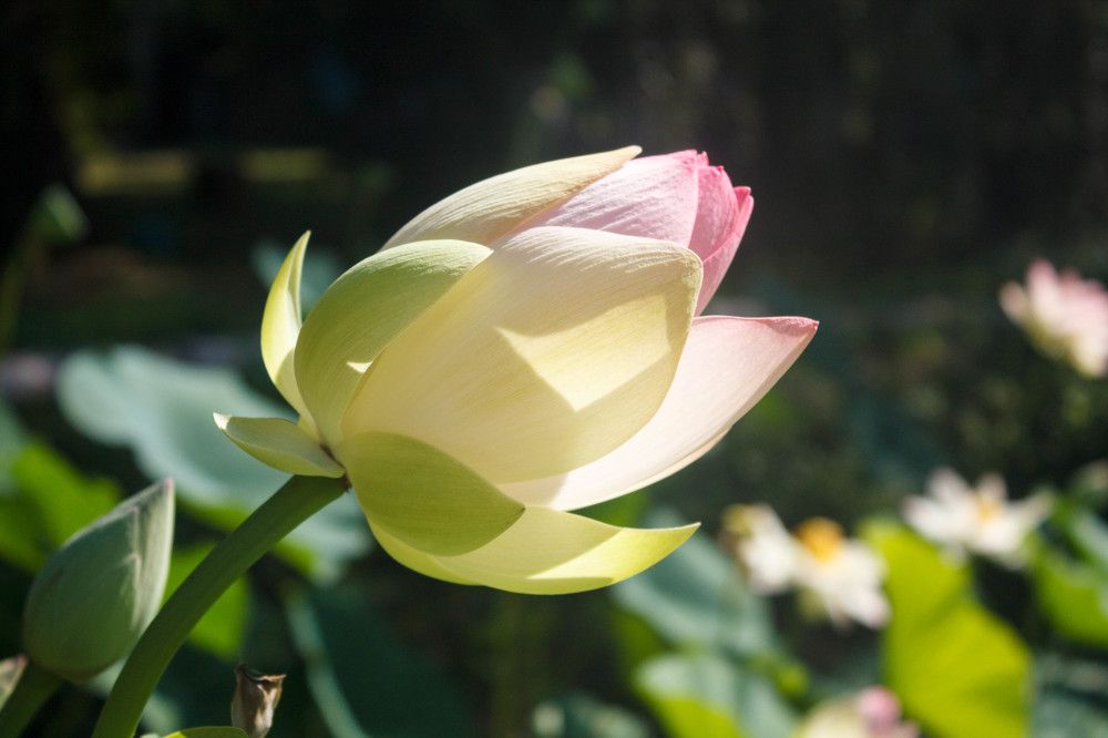 Photograph by Ольга Сельницына