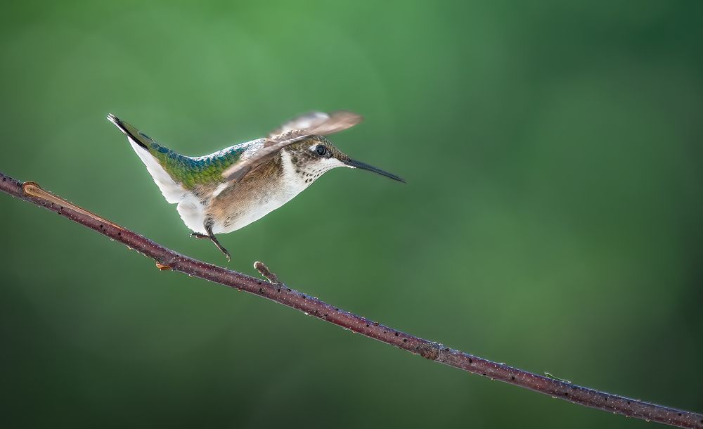 Photograph by Atul Saluja