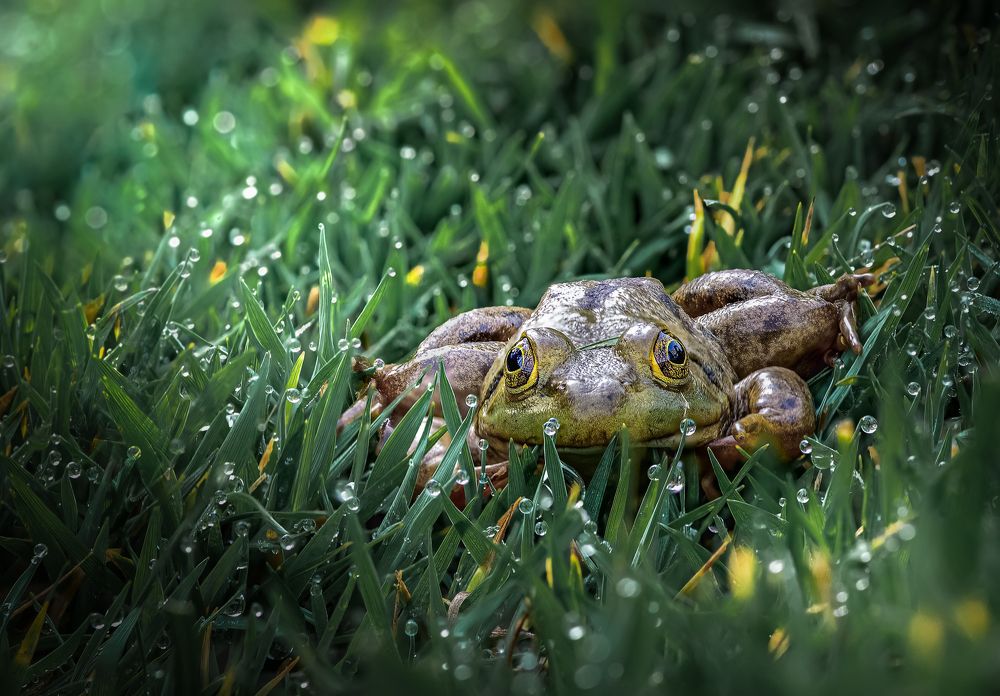 Photograph by Atul Saluja