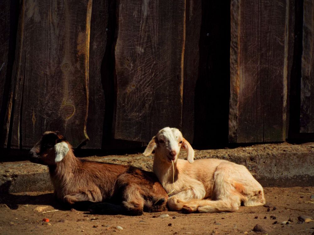 Photograph by Анастасия Селява