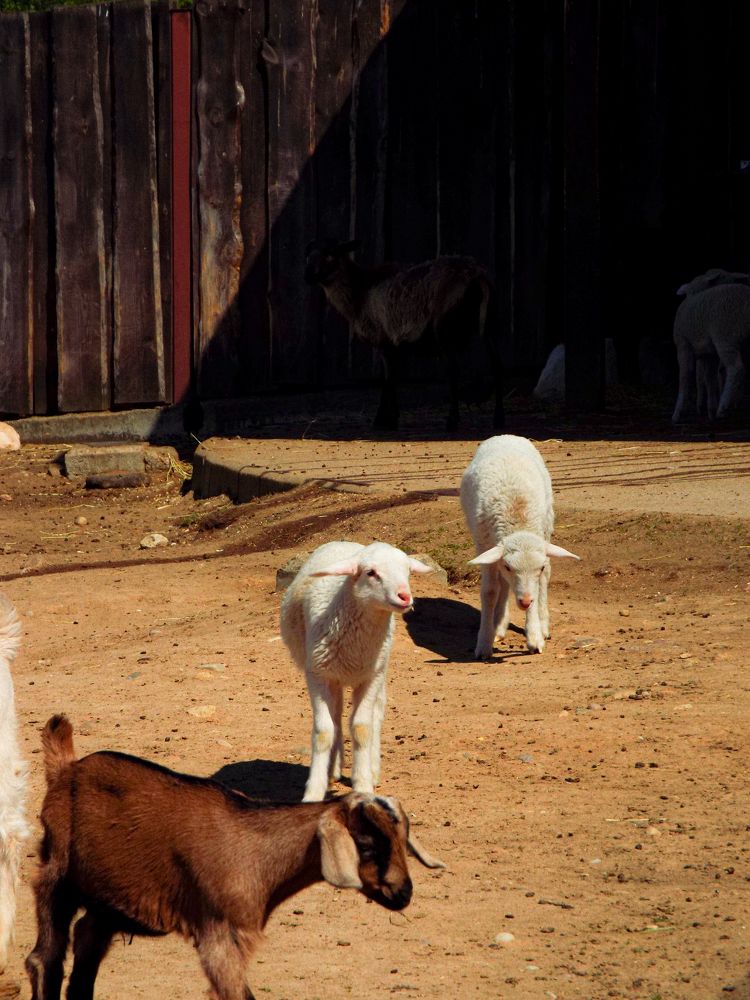 Photograph by Анастасия Селява