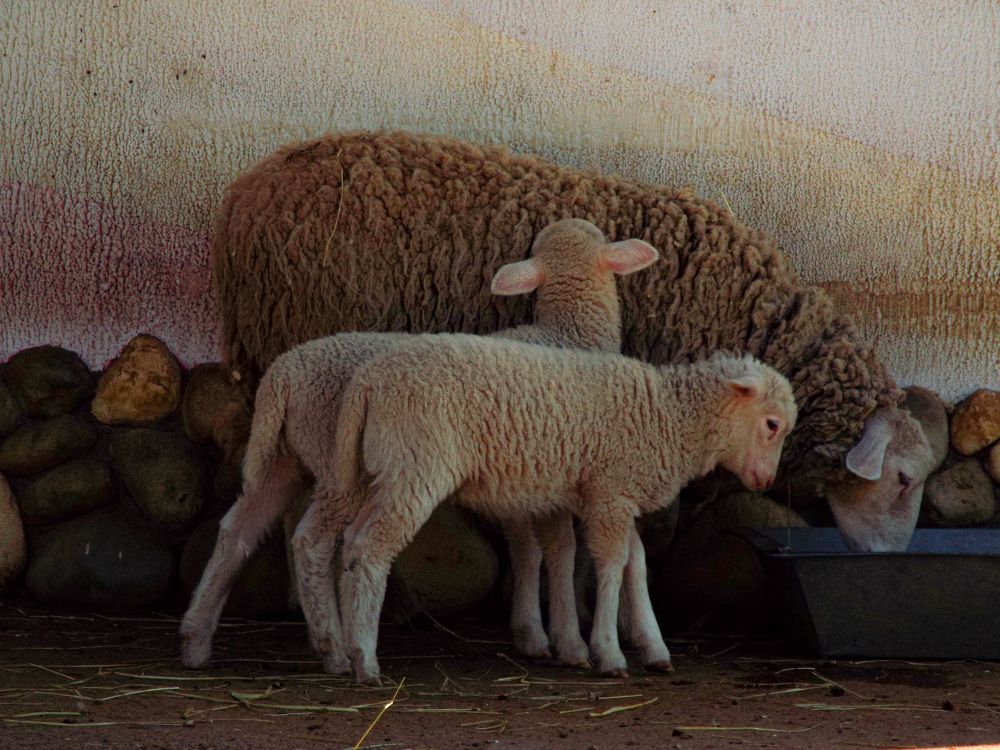 Photograph by Анастасия Селява